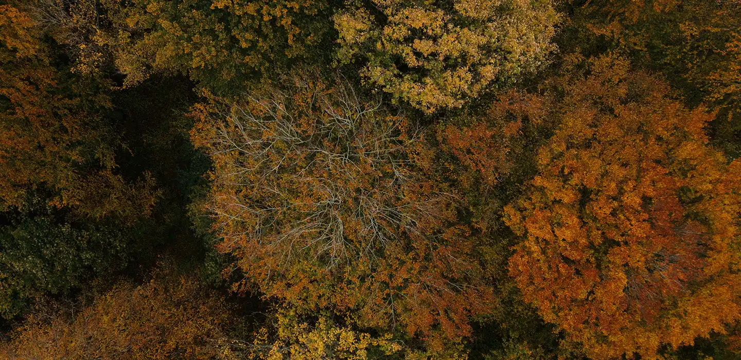 Photo of nature